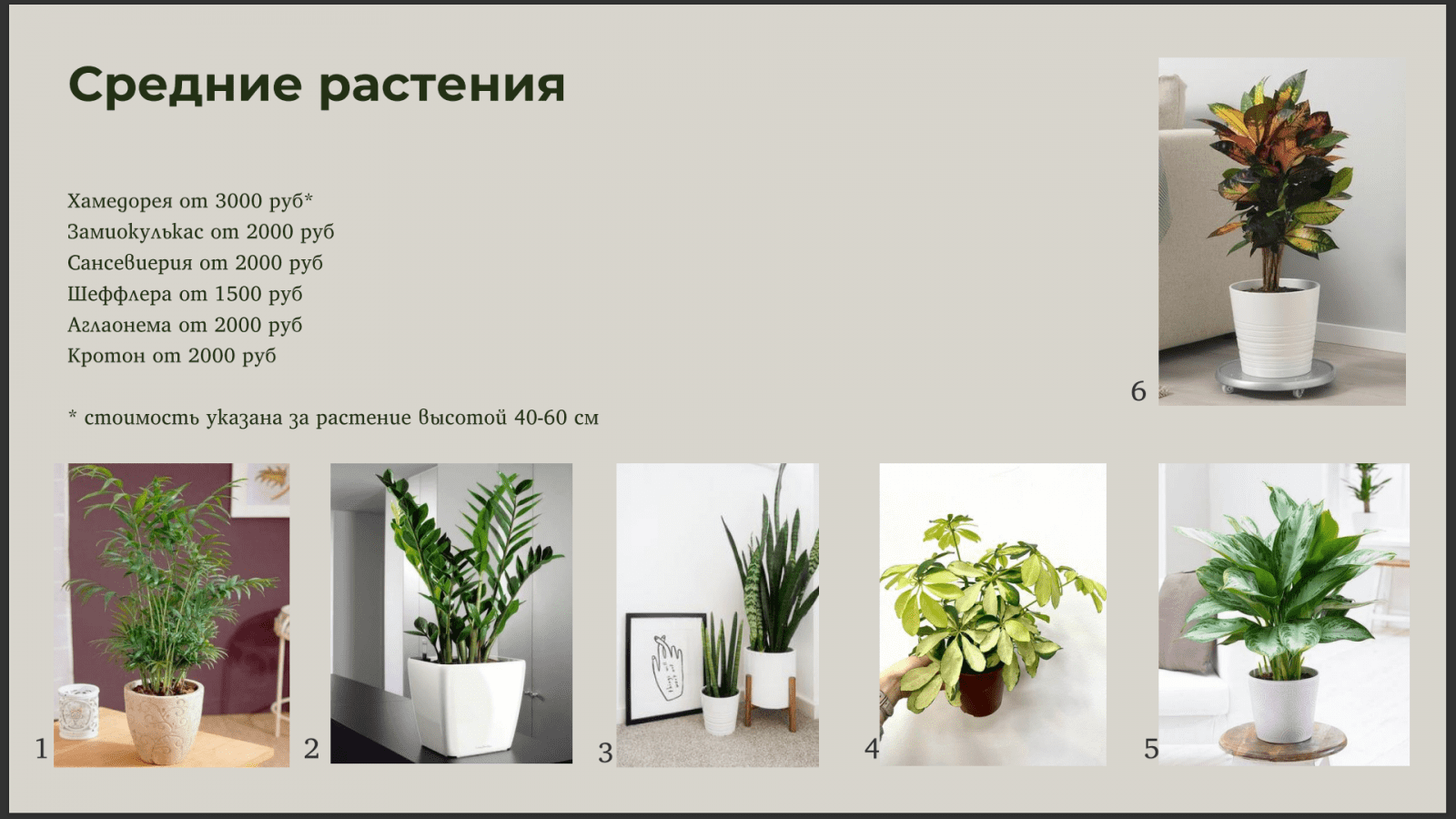 Крупные растения